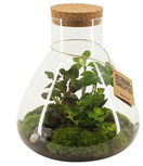 Terrarium met kamerplanten in Erlenmeyer met kurken dop L - Ecosysteem Terrarium met kamerplanten in Erlenmeyer met kurken dop L - Ecosysteem