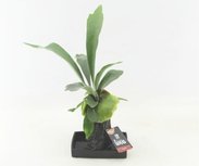 Lova Platycerium - Life on lava - Hydrocultuur - BOXplanten - Boeketbinderij.be Lova Platycerium - Life on lava - Hydrocultuur - BOXplanten - Boeketbinderij.be