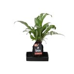 Lova Microsorum Punctatum Green Flame - Life on lava - hydrocultuur - BOXplanten - Boeketbinderij.be Lova Microsorum Punctatum Green Flame - Life on lava - hydrocultuur - BOXplanten - Boeketbinderij.be