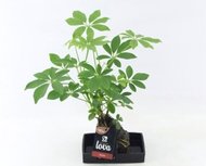 Lova Schefflera - Life on lava - Hydrocultuur - BOXplanten - Boekerbinderij.be Lova Schefflera - Life on lava - Hydrocultuur - BOXplanten - Boekerbinderij.be