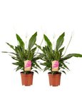 2 stuks Lepelplant Spathiphyllum Vivaldi(2 stuks Lepelplant Spathiphyllum Vivaldi) 2 stuks Lepelplant Spathiphyllum Vivaldi(2 stuks Lepelplant Spathiphyllum Vivaldi)