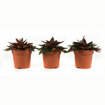 Peperomia rosso(PEPROS11) Peperomia rosso(PEPROS11)