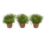 Senecio Himalaya(HIM12) Senecio Himalaya(HIM12)