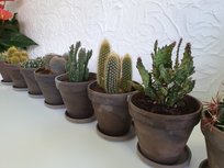 Cactus mix Incl. potje en waterschaal 3x Cactus mix Incl. potje en waterschaal 3x