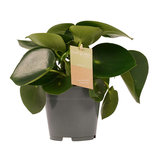 Decorum Peperomia Raindrop Feel Green(640255) Decorum Peperomia Raindrop Feel Green(640255)