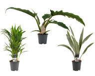 Decorum Combipakket Dypsis lutescens (areca) - Sansevieria Aubrytniana Metelicca - Narrow escape feel green () Decorum Combipakket Dypsis lutescens (areca) - Sansevieria Aubrytniana Metelicca - Narrow escape feel green ()