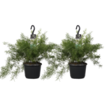 Decorum Duo Asparagus densiflorus 'Sprengeri'(Decorum Duo Asparagus densiflorus 'Sprengeri') Decorum Duo Asparagus densiflorus 'Sprengeri'(Decorum Duo Asparagus densiflorus 'Sprengeri')