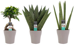 Decorum Combipakket Ficus Ginseng Bonsai geënt - Sansevieria Cylindrica - Sansevieria Zeylanica met Anna Taupe () Decorum Combipakket Ficus Ginseng Bonsai geënt - Sansevieria Cylindrica - Sansevieria Zeylanica met Anna Taupe ()