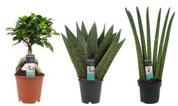 Decorum Combipakket Ficus Ginseng Bonsai geënt - Sansevieria Cylindrica - Sansevieria Zeylanica () Decorum Combipakket Ficus Ginseng Bonsai geënt - Sansevieria Cylindrica - Sansevieria Zeylanica ()