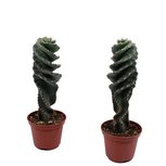 SpiraalCactus(Cereus Forbesii) SpiraalCactus(Cereus Forbesii)