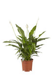 Lepelplant Spathiphyllum Vivaldi(Lepelplant Spathiphyllum Vivaldi) Lepelplant Spathiphyllum Vivaldi(Lepelplant Spathiphyllum Vivaldi)