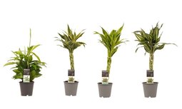 Decorum Combi 1 x Dracaena Surculosa 1 x Dracaena Sandriana white 1 x Dracaena Sandriana victory 1 x Dracaena Sandriana gold() Decorum Combi 1 x Dracaena Surculosa 1 x Dracaena Sandriana white 1 x Dracaena Sandriana victory 1 x Dracaena Sandriana gold()
