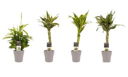 Decorum Combi 1 x Dracaena Surculosa 1 x Dracaena Sandriana white 1 x Dracaena Sandriana victory 1 x Dracaena Sandriana gold met Anna taupe() Decorum Combi 1 x Dracaena Surculosa 1 x Dracaena Sandriana white 1 x Dracaena Sandriana victory 1 x Dracaena Sandriana gold met Anna taupe()