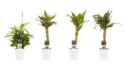 Decorum Combi 1 x Dracaena Surculosa 1 x Dracaena Sandriana white 1 x Dracaena Sandriana victory 1 x Dracaena Sandriana gold met Anna white() Decorum Combi 1 x Dracaena Surculosa 1 x Dracaena Sandriana white 1 x Dracaena Sandriana victory 1 x Dracaena Sandriana gold met Anna white()