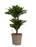 Dracaena Compacta(Dracaena deremensis Compacta) Dracaena Compacta(Dracaena deremensis Compacta)