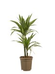 Dracaena Warneckei(Dracaena dermensis Warneckei) Dracaena Warneckei(Dracaena dermensis Warneckei)
