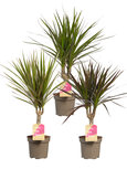 Dracaena Marginata(Dracaena Marginata) Dracaena Marginata(Dracaena Marginata)