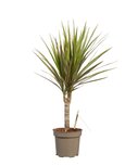 Dracaena Bicolour(Dracaena marginata Bicolour) Dracaena Bicolour(Dracaena marginata Bicolour)
