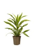 Dracaena lemon Lime, kopstek(Dracaena dermensis Lemon Lime, kopstek) Dracaena lemon Lime, kopstek(Dracaena dermensis Lemon Lime, kopstek)