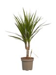 Dracaena Marginata(Dracaena marginata) Dracaena Marginata(Dracaena marginata)