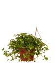 Pilea depressa Sao Paulo(DEPD12) Pilea depressa Sao Paulo(DEPD12)