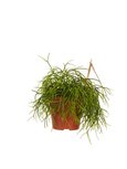 Rhipsalis cashero(CASH12) Rhipsalis cashero(CASH12)