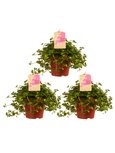 Pilea depressa Sao Paulo(DEPD12) Pilea depressa Sao Paulo(DEPD12)