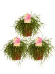 Rhipsalis cashero(CASH12) Rhipsalis cashero(CASH12)