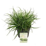 Fascicularia 'Bicolor'(SKFASC13BICOB) Fascicularia 'Bicolor'(SKFASC13BICOB)