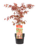 Acer ‘Atropurpureum’ in antraciet bloempot voor buiten (ELHO ®)(SKACER19ATROB) Acer ‘Atropurpureum’ in antraciet bloempot voor buiten (ELHO ®)(SKACER19ATROB)