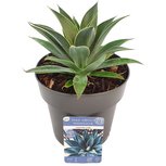 Mangave ‘Lavender Lady’ ® (SKMANG15LALAB) Mangave ‘Lavender Lady’ ® (SKMANG15LALAB)