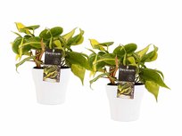 De Philodendron is een opvallende kamerplant en dit komt vooral door de prachtige, stevige bladeren.() De Philodendron is een opvallende kamerplant en dit komt vooral door de prachtige, stevige bladeren.()