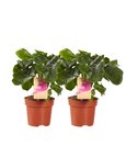 Philodendron Atom(PNLATO12-2) Philodendron Atom(PNLATO12-2)