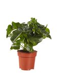 Philodendron Atom(PNLATO12) Philodendron Atom(PNLATO12)