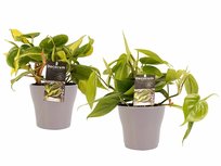 Decorum Duo Philodendron Brazil - Philodendron Scandens met potten Anna Taupe() Decorum Duo Philodendron Brazil - Philodendron Scandens met potten Anna Taupe()