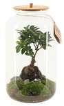 Terrarium Saturnus Large - Ficus - Ecosysteem Terrarium Saturnus Large - Ficus - Ecosysteem