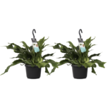 Decorum Duo Platycerium bifurcatum 'Netherlands'(Decorum Duo Platycerium bifurcatum 'Netherlands') Decorum Duo Platycerium bifurcatum 'Netherlands'(Decorum Duo Platycerium bifurcatum 'Netherlands')