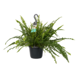 Decorum Nephrolepis exaltata 'Green Lady'(Decorum Nephrolepis exaltata 'Green Lady') Decorum Nephrolepis exaltata 'Green Lady'(Decorum Nephrolepis exaltata 'Green Lady')