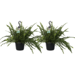 Decorum Duo Nephrolepis exaltata 'Green Lady'(Decorum Duo Nephrolepis exaltata 'Green Lady') Decorum Duo Nephrolepis exaltata 'Green Lady'(Decorum Duo Nephrolepis exaltata 'Green Lady')