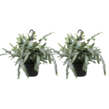 Decorum Duo Phlebodium aureum 'Blue Star'(Decorum Duo Phlebodium aureum 'Blue Star') Decorum Duo Phlebodium aureum 'Blue Star'(Decorum Duo Phlebodium aureum 'Blue Star')