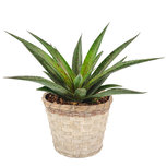 Mangave Pineapple Express ® in greywash bamboe sierpot(SKMANG15MITMB) Mangave Pineapple Express ® in greywash bamboe sierpot(SKMANG15MITMB)