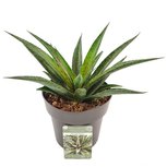 Mangave Pineapple Express ®(SKMANG15PIEXB) Mangave Pineapple Express ®(SKMANG15PIEXB)
