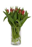 Verse Rode Tulpen 10 stuks Brievenbloemen Verse Rode Tulpen 10 stuks Brievenbloemen