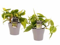 Decorum Duo Philodendron Brazil - Philodendron Scandens met potten Anna Taupe() Decorum Duo Philodendron Brazil - Philodendron Scandens met potten Anna Taupe()