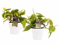 Decorum Duo Philodendron Brazil - Philodendron Scandens met potten Anna White() Decorum Duo Philodendron Brazil - Philodendron Scandens met potten Anna White()