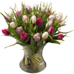 Gebonden boeket 'TULMORE' - Verse tulpen - Wit Paars Lila Bordeaux Groen - Met fijne groene opvulling Gebonden boeket 'TULMORE' - Verse tulpen - Wit Paars Lila Bordeaux Groen - Met fijne groene opvulling