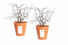 Corokia Cotoneaster in terracotta pot(Corokia Cotoneaster) Corokia Cotoneaster in terracotta pot(Corokia Cotoneaster)