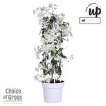 Clematis Avalanche kolom rek(CLAVALAN23) Clematis Avalanche kolom rek(CLAVALAN23)