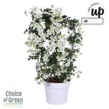 Clematis Avalanche rek(CLAVALAN19) Clematis Avalanche rek(CLAVALAN19)