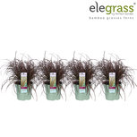 Uncinia rubra Everflame(UNRUEVER14) Uncinia rubra Everflame(UNRUEVER14)